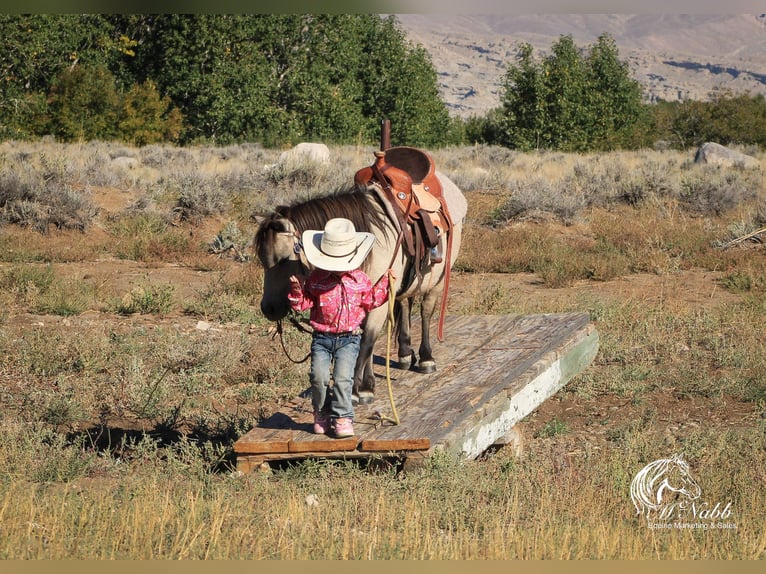 Más ponis/caballos pequeños Caballo castrado 10 años 97 cm Buckskin/Bayo in Cody