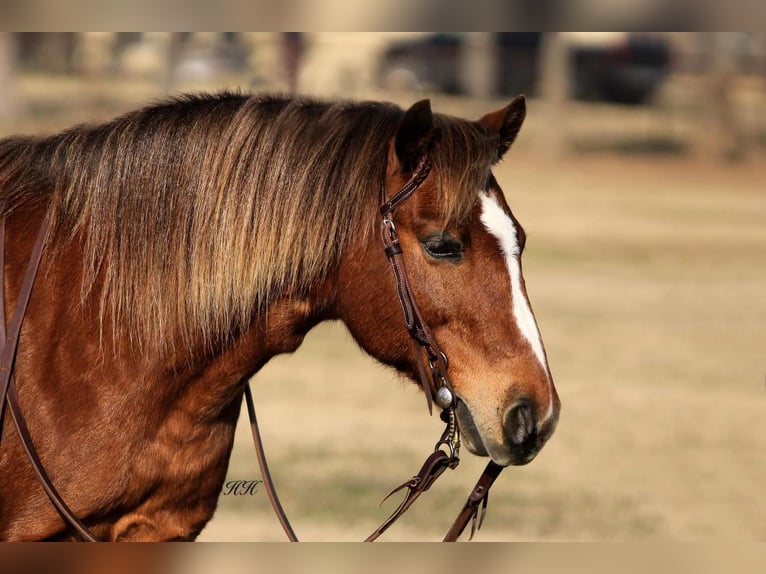 Más ponis/caballos pequeños Caballo castrado 10 años Alazán rojizo in Watson, OK