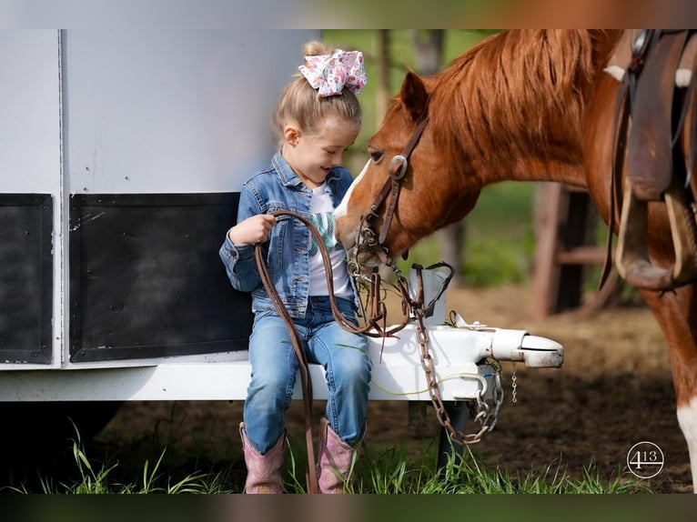 Más ponis/caballos pequeños Caballo castrado 10 años Alazán rojizo in Weatherford, TX