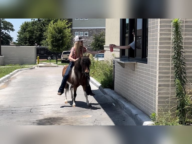 Más ponis/caballos pequeños Caballo castrado 10 años Castaño rojizo in Joshua, TX