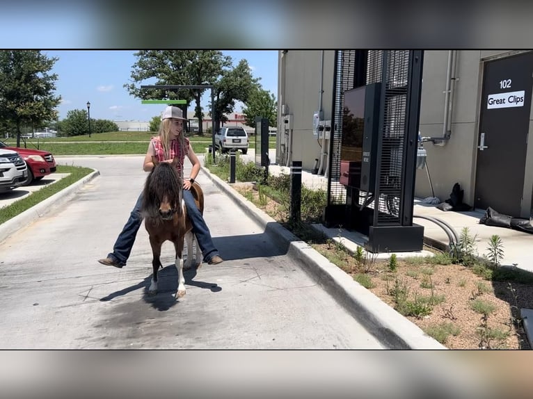 Más ponis/caballos pequeños Caballo castrado 10 años Castaño rojizo in Joshua, TX