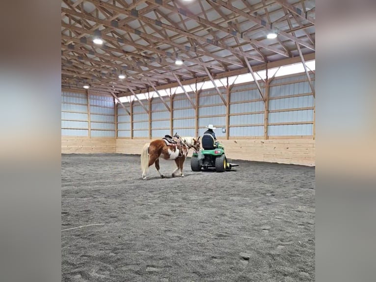 Más ponis/caballos pequeños Caballo castrado 10 años Pío in Rebersburg, PA