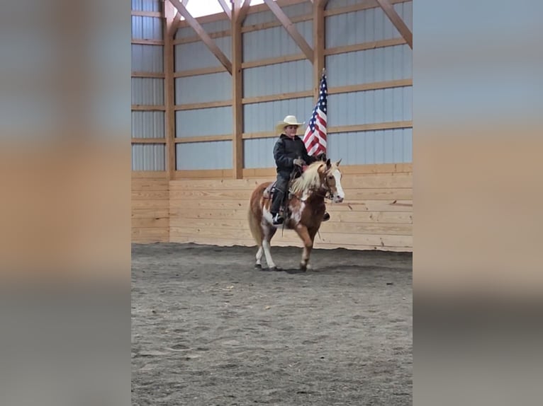 Más ponis/caballos pequeños Caballo castrado 10 años Pío in Rebersburg, PA