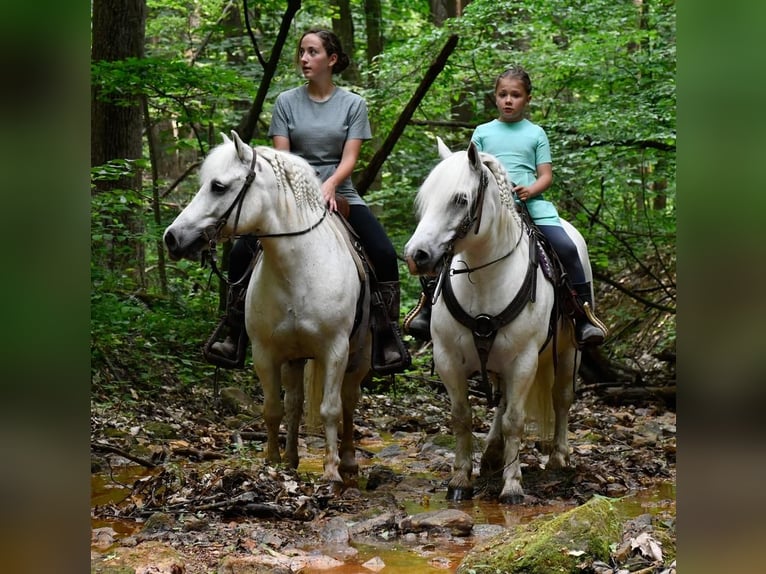 Más ponis/caballos pequeños Caballo castrado 10 años White/Blanco in Strasburg, OH