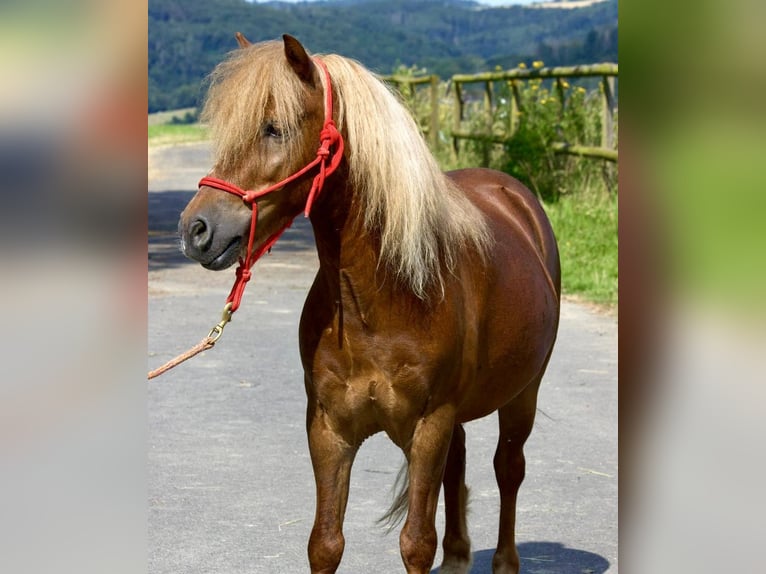 Más ponis/caballos pequeños Caballo castrado 11 años 107 cm Alazán in Gackenbach