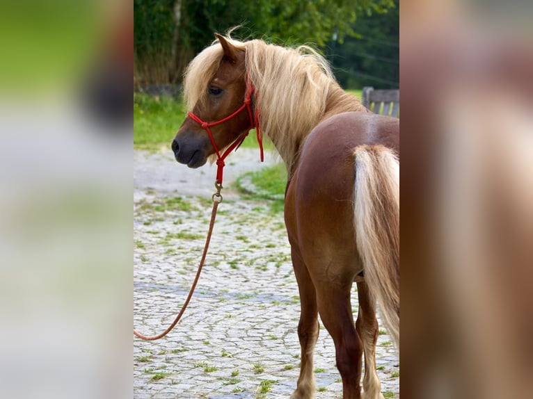 Más ponis/caballos pequeños Caballo castrado 11 años 107 cm Alazán in Gackenbach