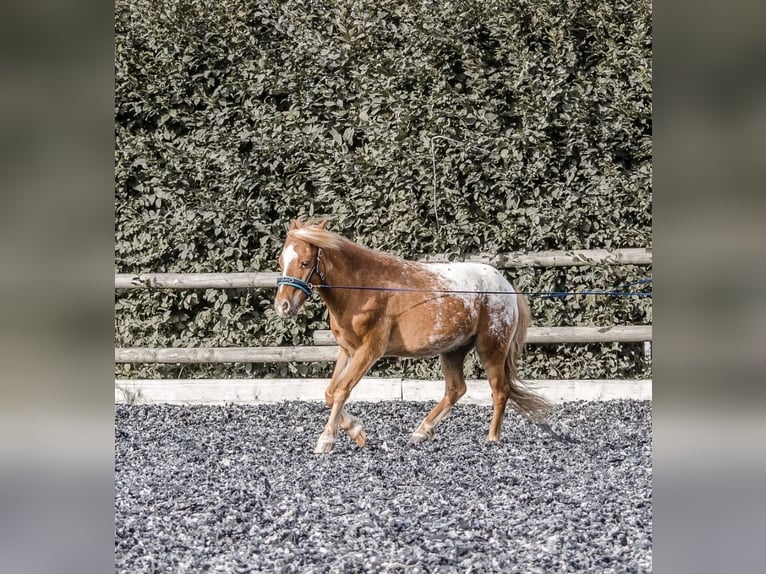 Más ponis/caballos pequeños Mestizo Caballo castrado 11 años 107 cm Atigrado/Moteado in Friedrichshafen