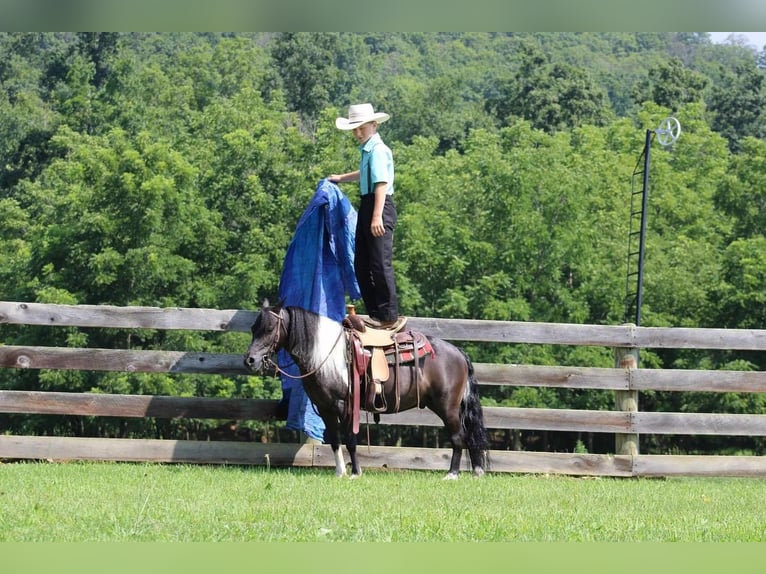 Más ponis/caballos pequeños Caballo castrado 11 años 112 cm Negro in Allenwood, PA