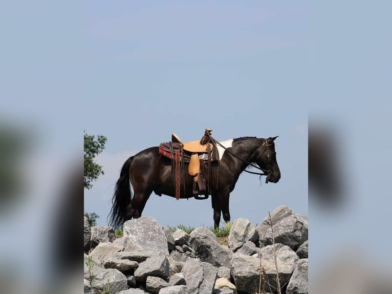 Más ponis/caballos pequeños Caballo castrado 11 años 112 cm Negro in Allenwood, PA