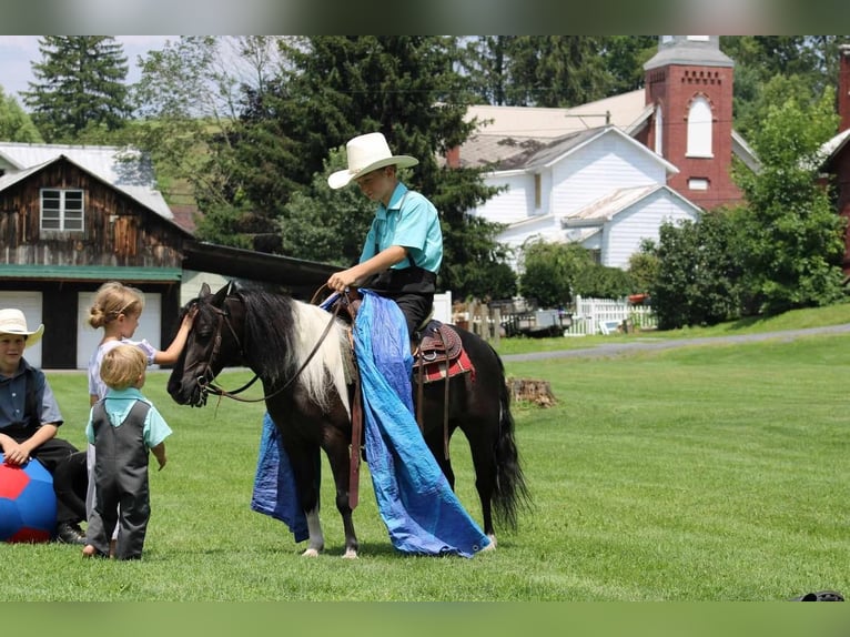 Más ponis/caballos pequeños Caballo castrado 11 años 112 cm Negro in Allenwood, PA