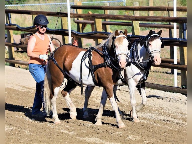 Más ponis/caballos pequeños Caballo castrado 11 años 117 cm in Hamilton, MT