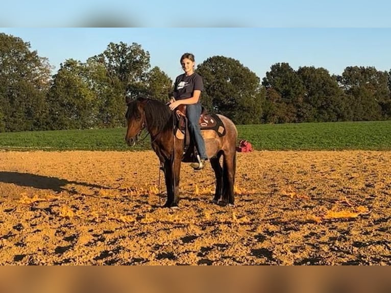 Más ponis/caballos pequeños Caballo castrado 11 años 122 cm Castaño-ruano in Princeton