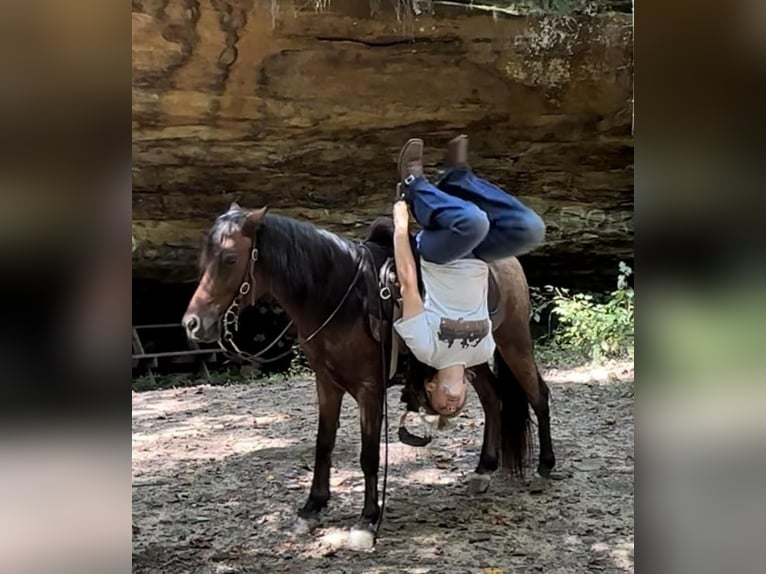 Más ponis/caballos pequeños Caballo castrado 11 años 122 cm Castaño-ruano in Princeton