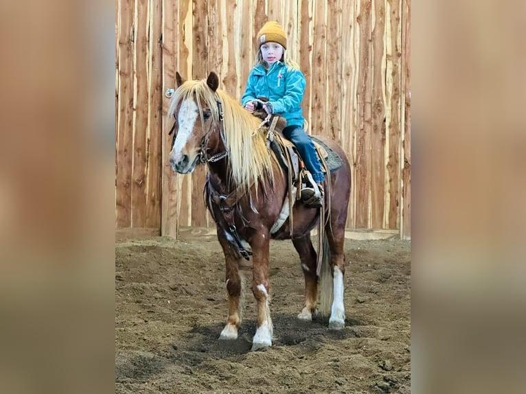 Más ponis/caballos pequeños Caballo castrado 11 años 124 cm Alazán rojizo in Valley Springs, SD