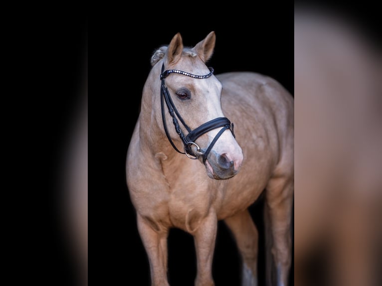 Más ponis/caballos pequeños Caballo castrado 11 años 125 cm Palomino in Bramsche