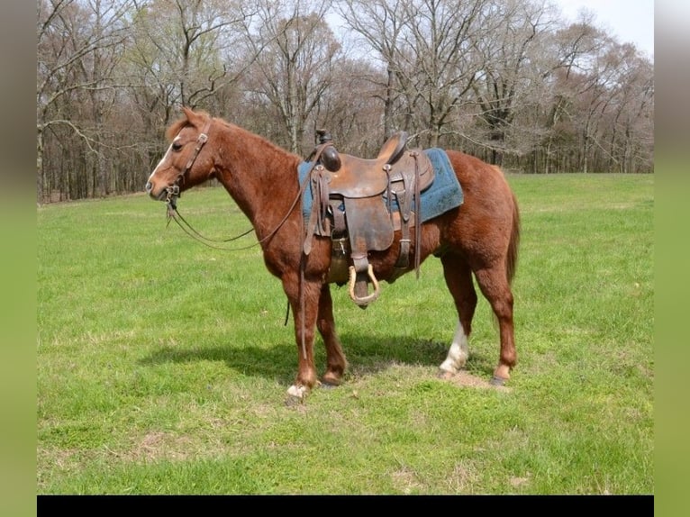 Más ponis/caballos pequeños Caballo castrado 11 años 130 cm Alazán rojizo in Watson, OK