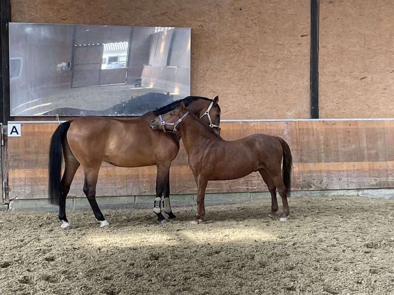 Más ponis/caballos pequeños Caballo castrado 11 años 135 cm Alazán in Gau-Algesheim