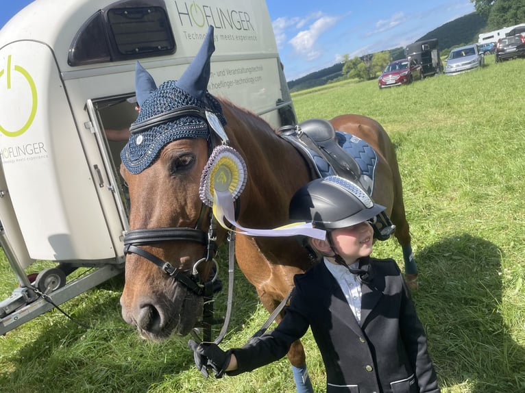 Más ponis/caballos pequeños Caballo castrado 11 años 135 cm Alazán in Gau-Algesheim