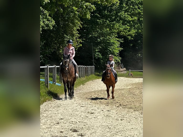 Más ponis/caballos pequeños Caballo castrado 11 años 135 cm Alazán in Gau-Algesheim