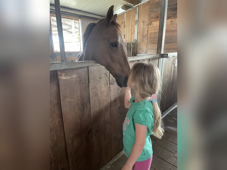 Más ponis/caballos pequeños Caballo castrado 11 años 135 cm Alazán in Gau-Algesheim