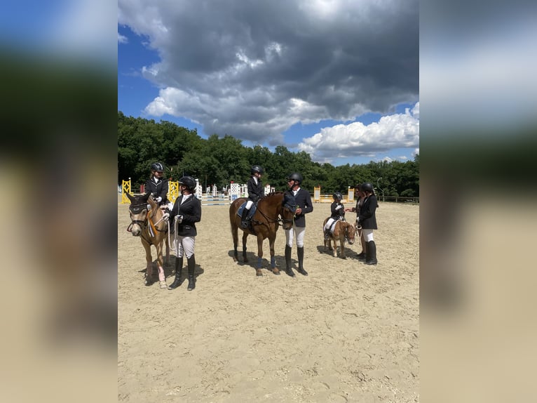 Más ponis/caballos pequeños Caballo castrado 11 años 135 cm Alazán in Gau-Algesheim