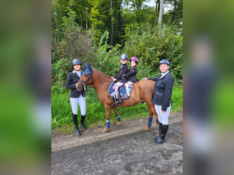 Más ponis/caballos pequeños Caballo castrado 11 años 135 cm Alazán in Gau-Algesheim