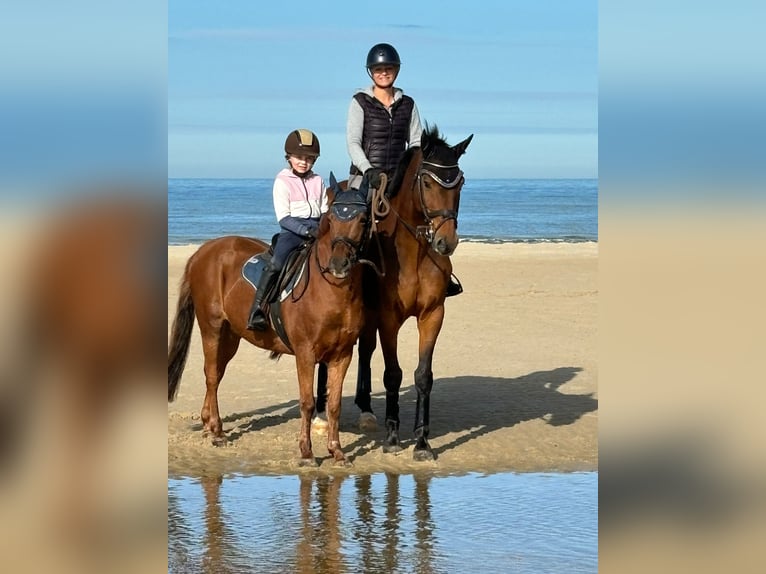 Más ponis/caballos pequeños Caballo castrado 11 años 135 cm Alazán in Gau-Algesheim