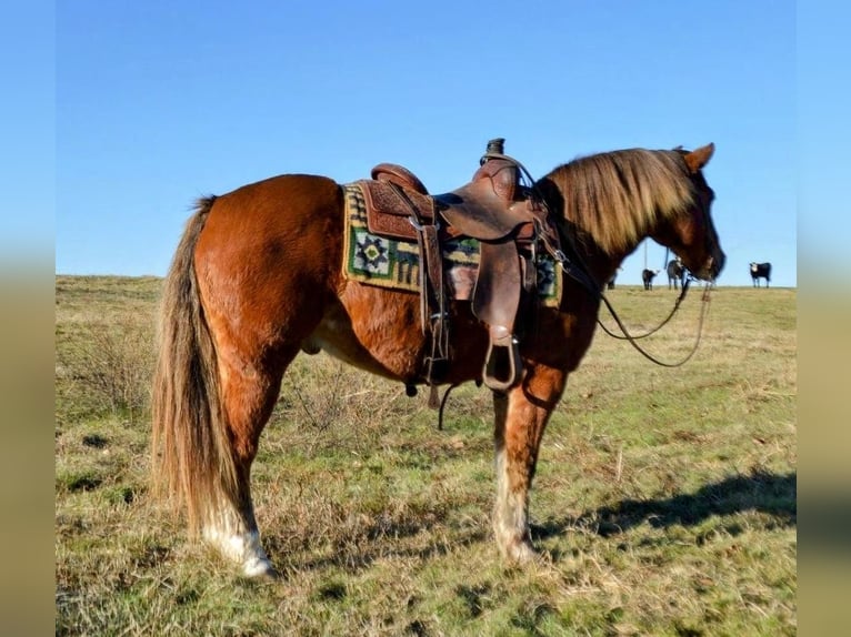 Más ponis/caballos pequeños Caballo castrado 11 años 135 cm Alazán rojizo in Watson, OK