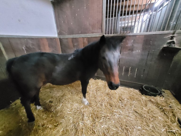 Más ponis/caballos pequeños Caballo castrado 11 años 135 cm in Giengen an der Brenz