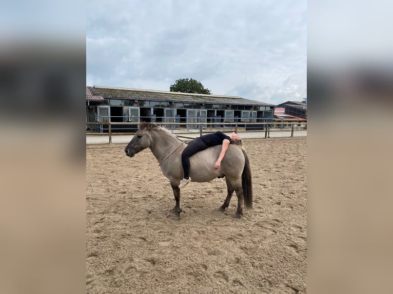 Más ponis/caballos pequeños Caballo castrado 11 años 140 cm Bayo in Iserlohn