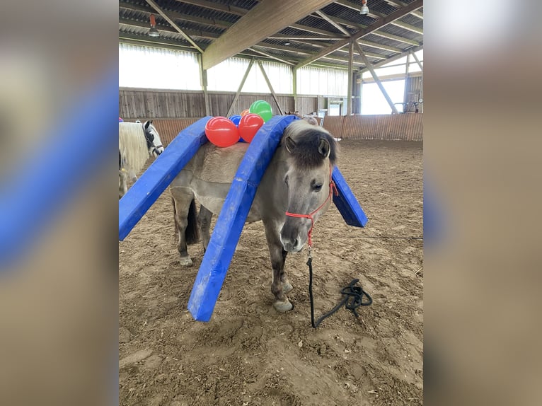 Más ponis/caballos pequeños Caballo castrado 11 años 140 cm Bayo in Iserlohn