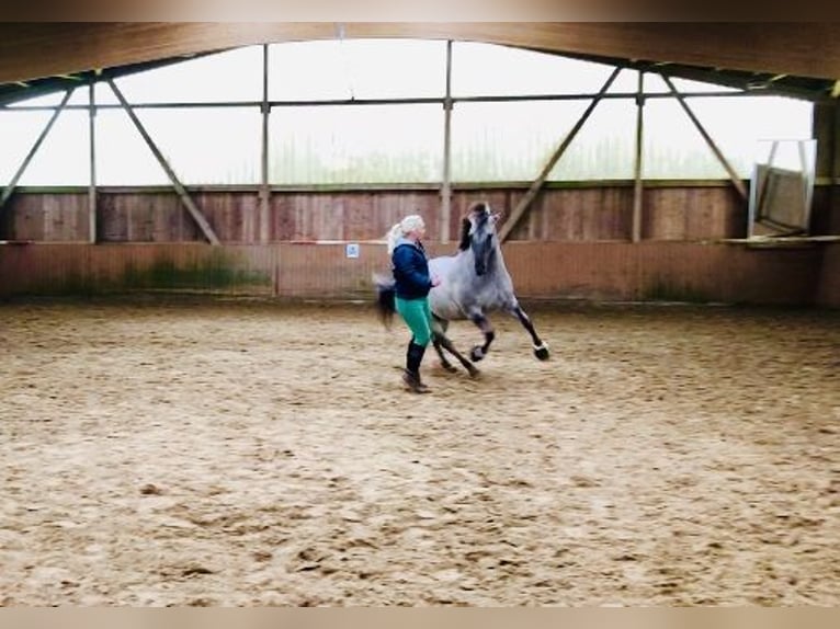 Más ponis/caballos pequeños Caballo castrado 11 años 140 cm Bayo in Iserlohn