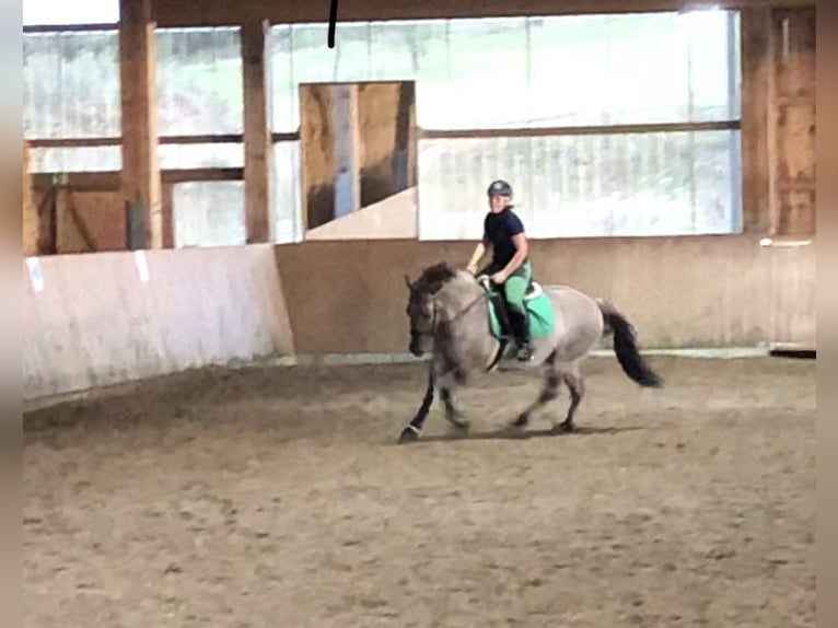 Más ponis/caballos pequeños Caballo castrado 11 años 140 cm Bayo in Iserlohn