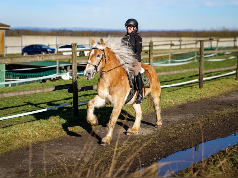 Más ponis/caballos pequeños Caballo castrado 11 años 144 cm Palomino in Neustadt (Wied)