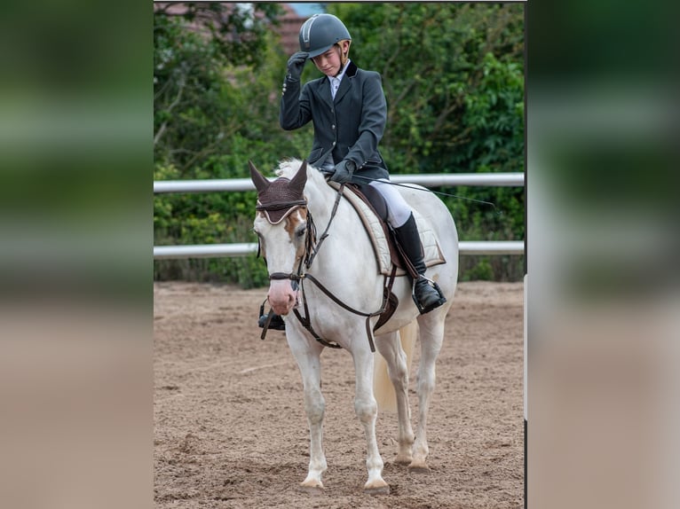 Más ponis/caballos pequeños Caballo castrado 11 años 144 cm Pío in Rosdorf