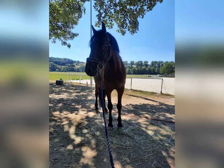 Más ponis/caballos pequeños Mestizo Caballo castrado 11 años 145 cm Castaño in Krautheim