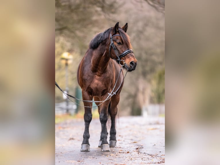 Más ponis/caballos pequeños Mestizo Caballo castrado 11 años 148 cm Castaño oscuro in Galenberg