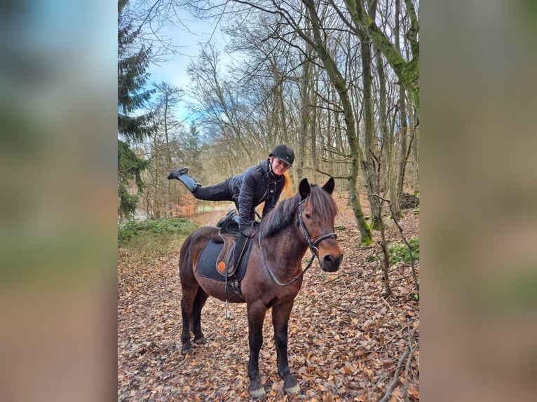 Más ponis/caballos pequeños Mestizo Caballo castrado 11 años 148 cm Castaño oscuro in Galenberg