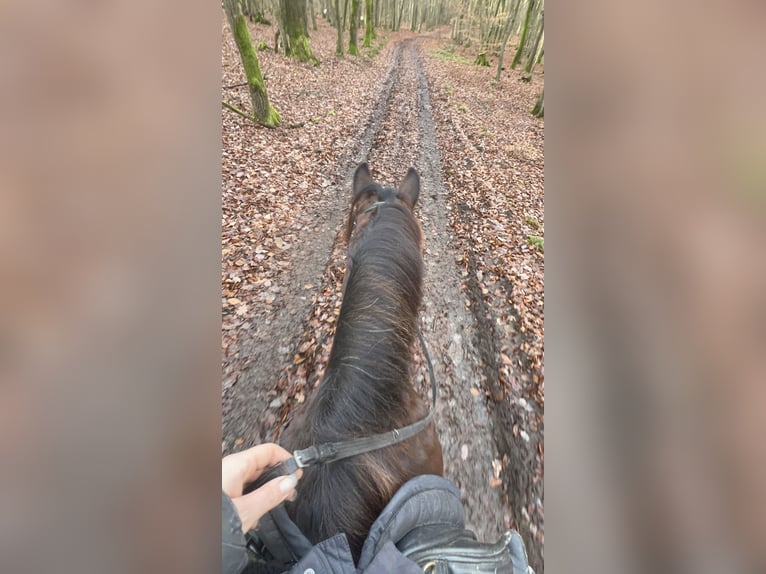 Más ponis/caballos pequeños Mestizo Caballo castrado 11 años 148 cm Castaño oscuro in Galenberg