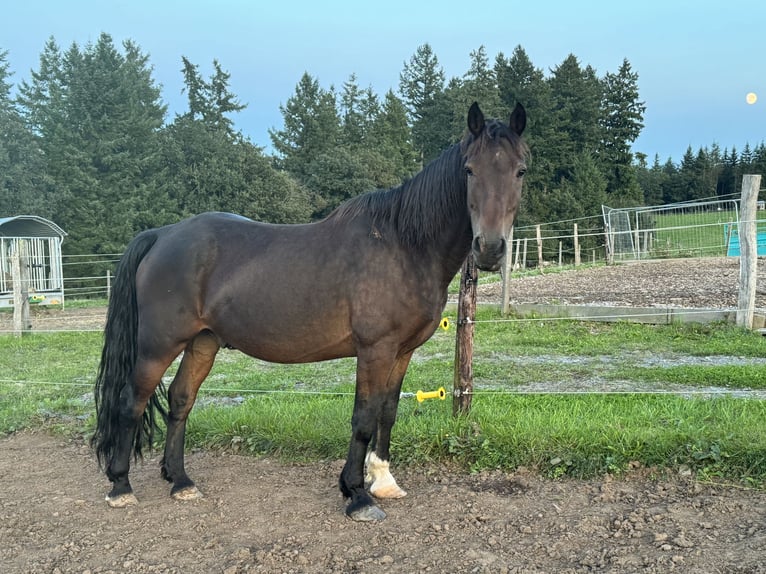 Más ponis/caballos pequeños Mestizo Caballo castrado 11 años 150 cm Castaño in Daleiden