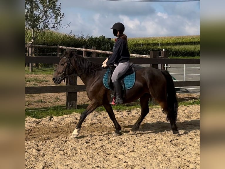 Más ponis/caballos pequeños Mestizo Caballo castrado 11 años 150 cm Castaño in Daleiden