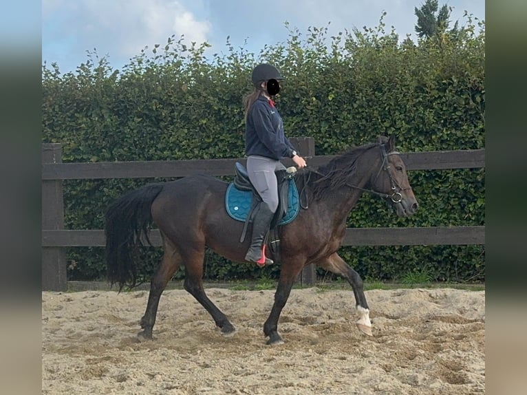 Más ponis/caballos pequeños Mestizo Caballo castrado 11 años 150 cm Castaño in Daleiden