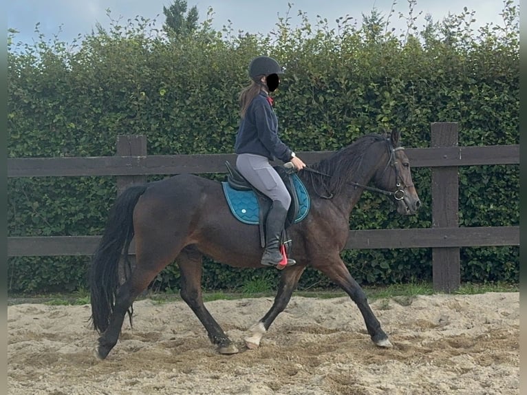 Más ponis/caballos pequeños Mestizo Caballo castrado 11 años 150 cm Castaño in Daleiden