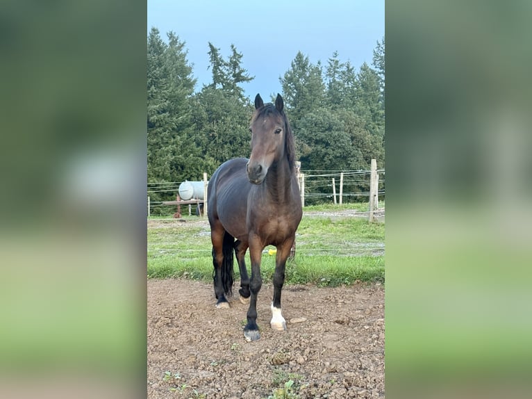 Más ponis/caballos pequeños Mestizo Caballo castrado 11 años 150 cm Castaño in Daleiden