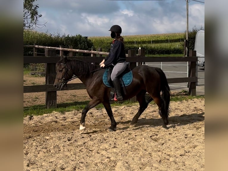 Más ponis/caballos pequeños Mestizo Caballo castrado 11 años 150 cm Castaño in Daleiden