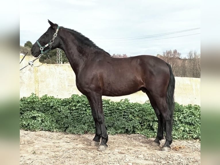 Más ponis/caballos pequeños Caballo castrado 11 años 157 cm Negro in La Chevallerais