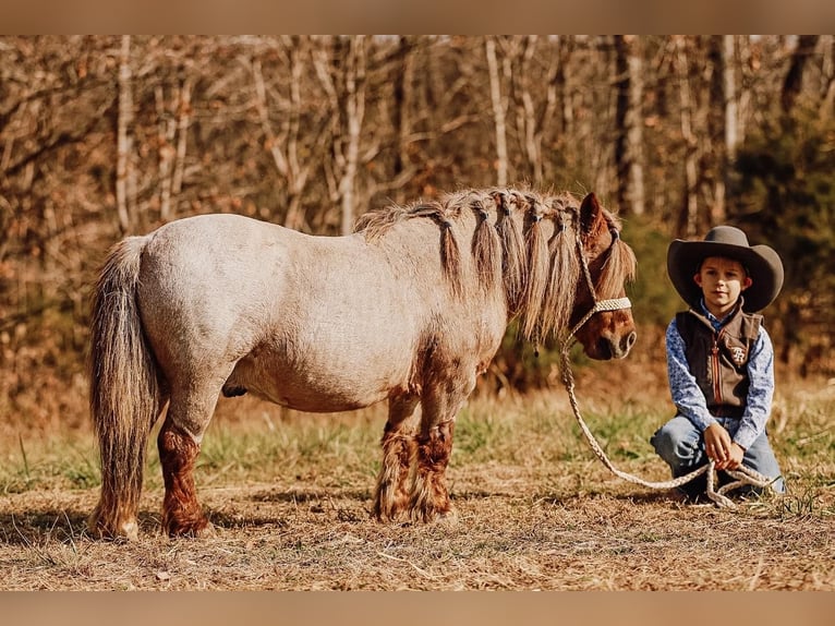 Más ponis/caballos pequeños Caballo castrado 11 años 81 cm Alazán-tostado in Lyles