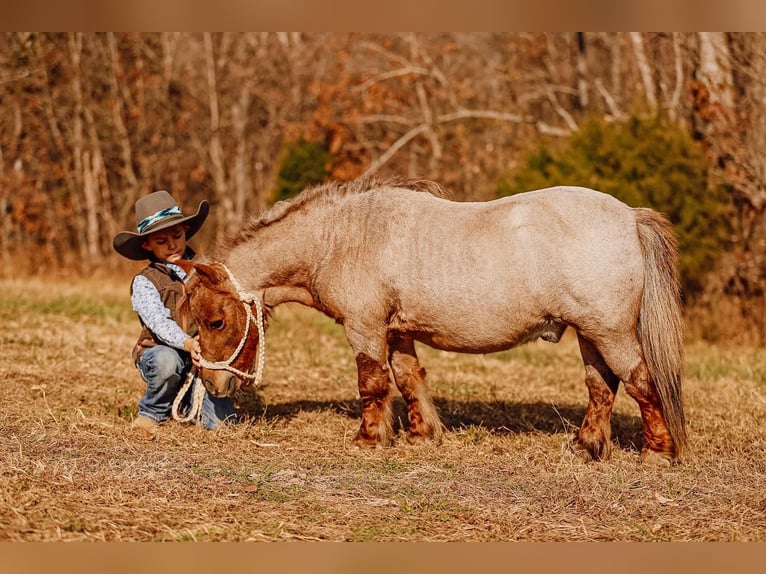 Más ponis/caballos pequeños Caballo castrado 11 años 81 cm Alazán-tostado in Lyles