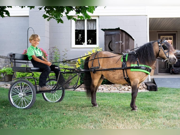 Más ponis/caballos pequeños Caballo castrado 11 años 91 cm Buckskin/Bayo in Rebersburg, PA