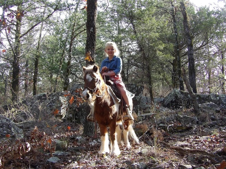 Más ponis/caballos pequeños Caballo castrado 11 años 97 cm Alazán-tostado in Antlers